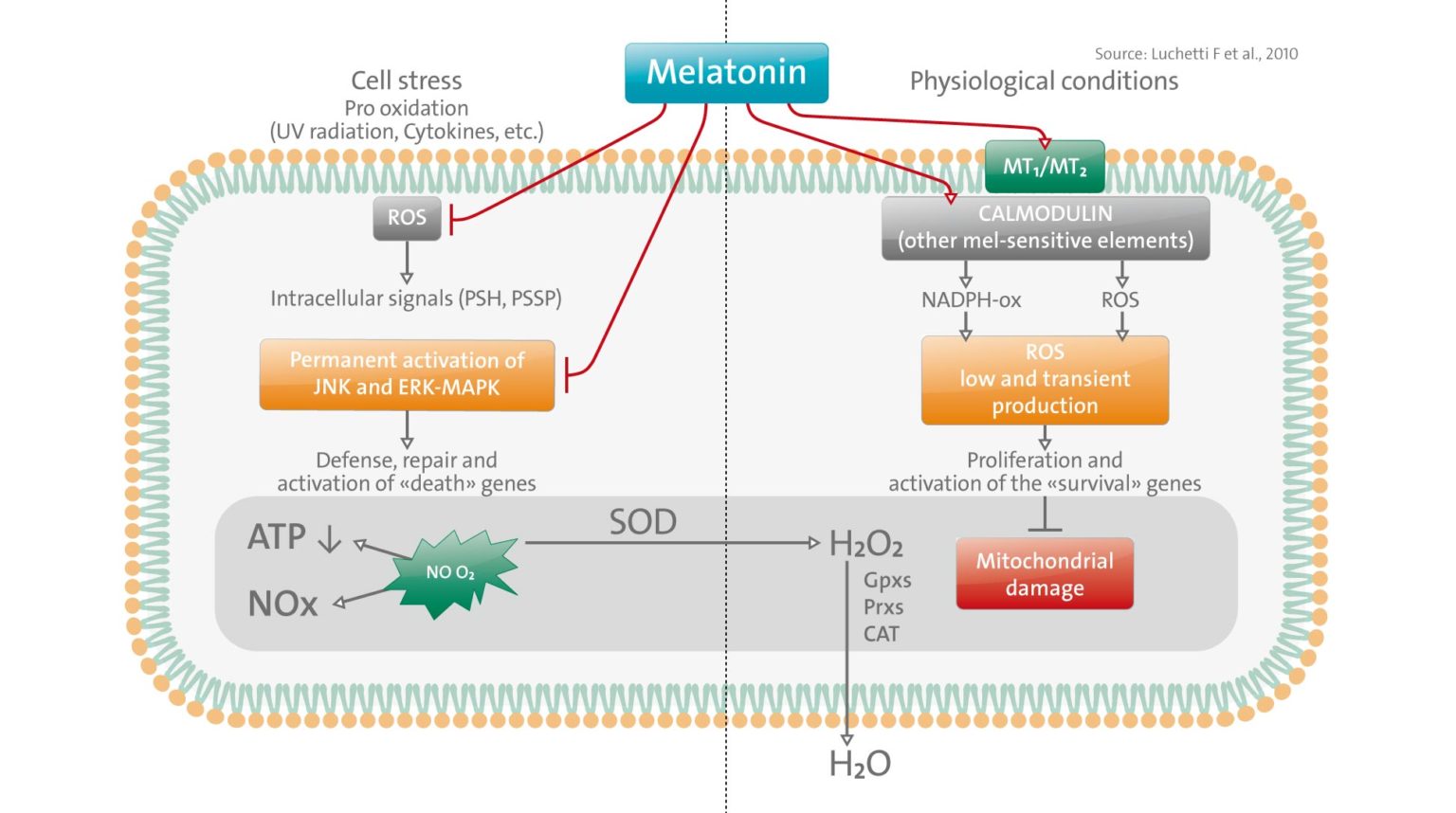Melatonin signaling and cell protection function. Melatonin Facts